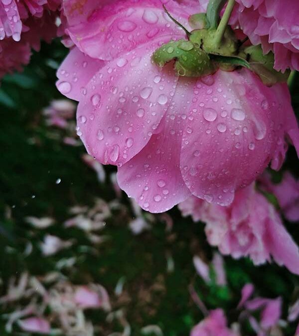 Mental Health Is Sacred Too