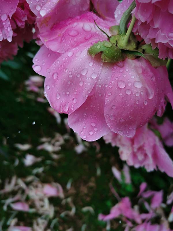 Mental Health Is Sacred Too: A Babaylan Reflection on Healing the Mind, Body, and Spirit