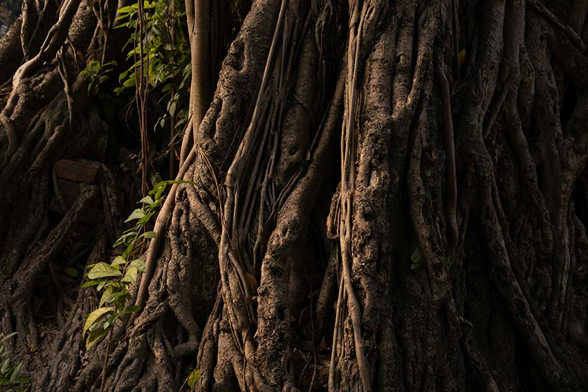 Walking as The Modern Babaylan: Spirit, Lineage, and Living the Calling Today